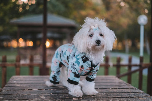 Top Fashion Accessories for Stylish Dogs