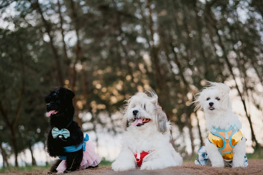 Why Dog Clothes Make Great Gifts for Pet Owners