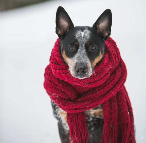 Winter Grooming Tips to Keep Your Pup Happy and Healthy