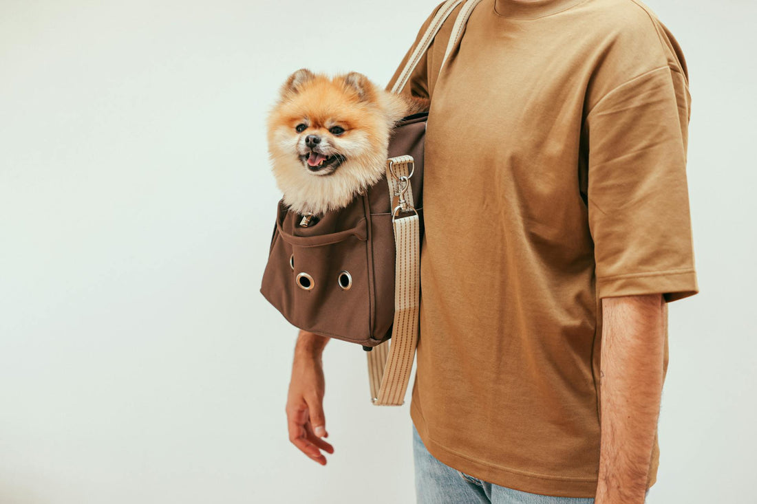 The Importance of Dog Totes: What to Look for When Choosing One