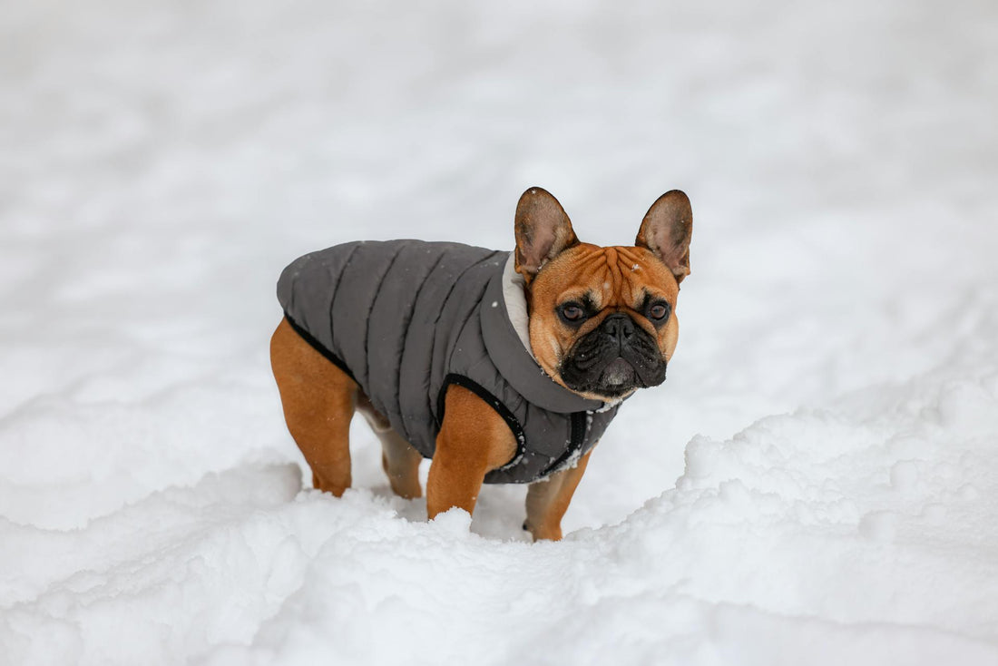 How Dog Clothing Protects Your Pup from Weather, Pests, and Allergens