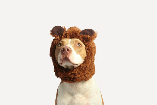 Cute pitbull in a lion hat.