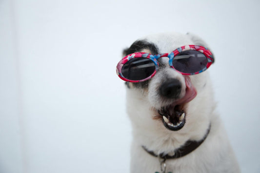 Trendy Dog Accessories: What's Hot in 2025?