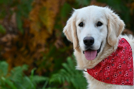 Eco-Friendly and Sustainable Dog Clothing: A Greener Way to Dress Your Pup