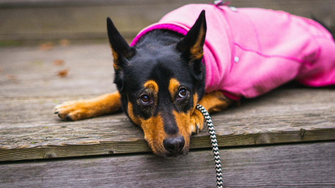 Is Dog Clothing Safe? What Pet Owners Need to Know