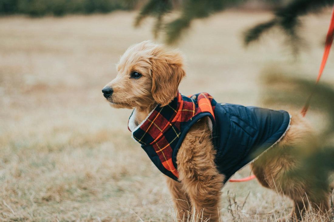 Top 10 Must-Have Accessories for Stylish Dogs