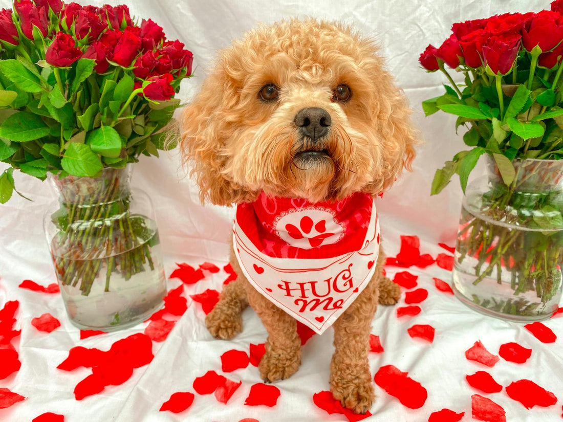 Valentine's Day Dog Clothing Ideas: How to Dress Your Pup in Style