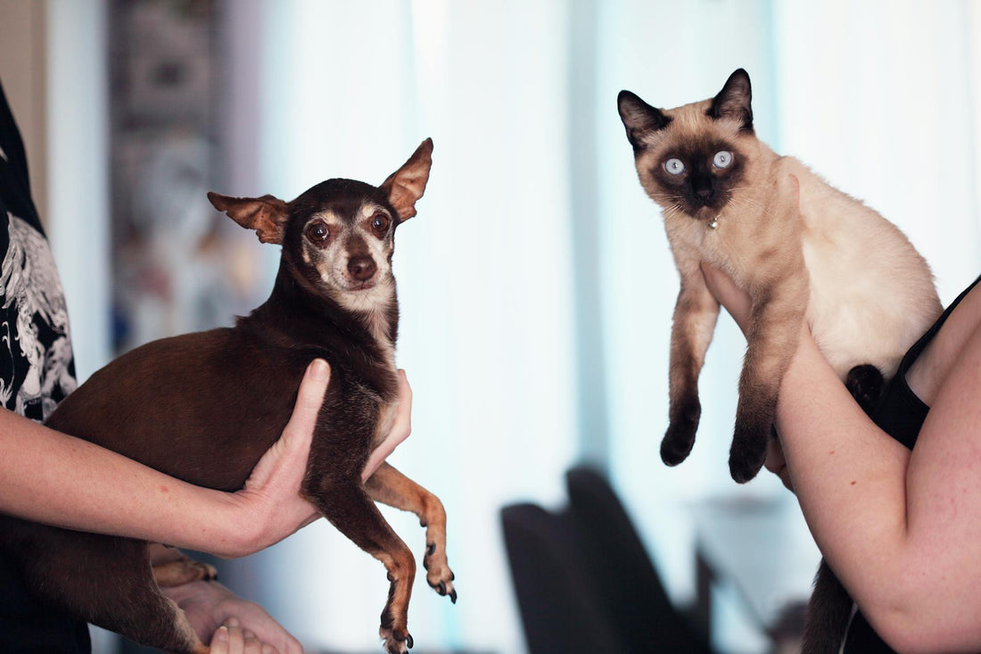 Chihuahua dog and cat being held by people.