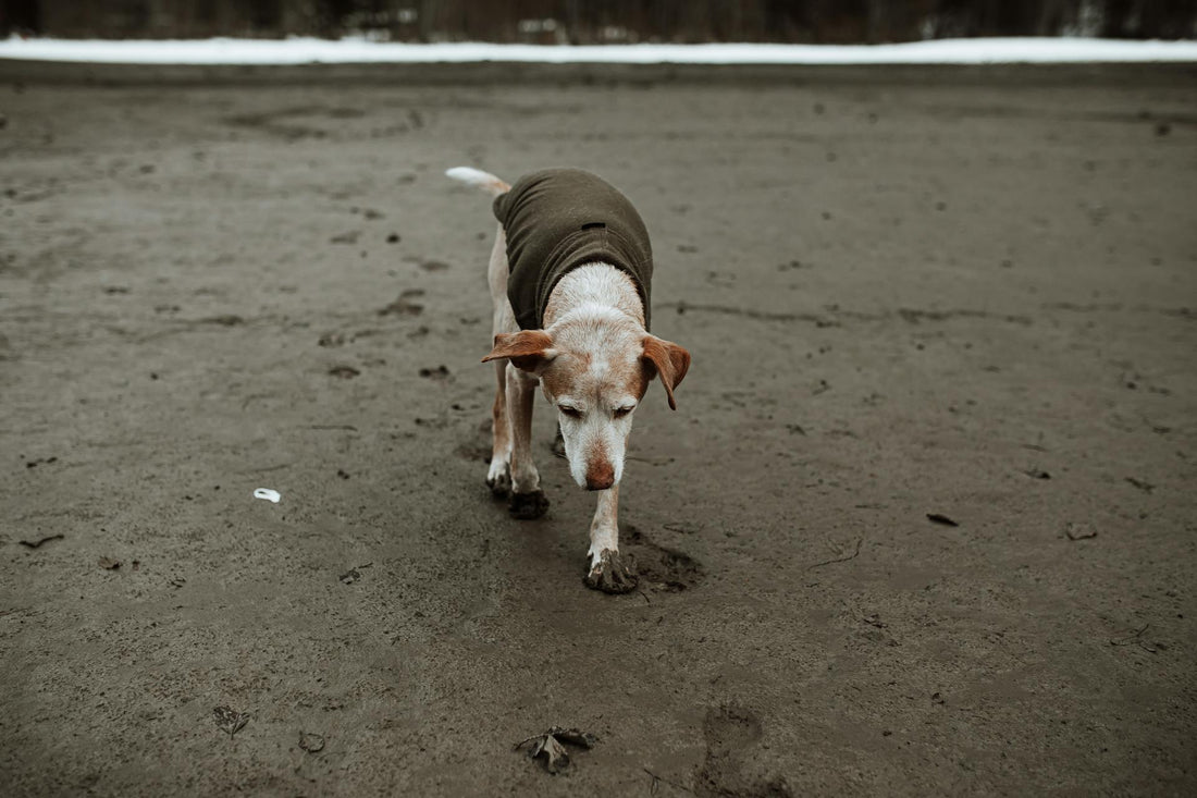 Best Clothing for Senior Dogs: Comfort and Warmth for Aging Pups