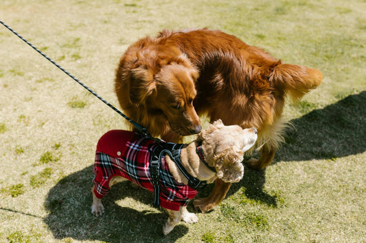 Must-Have Accessories for Every Dog: Collars, Bandanas, and Beyond