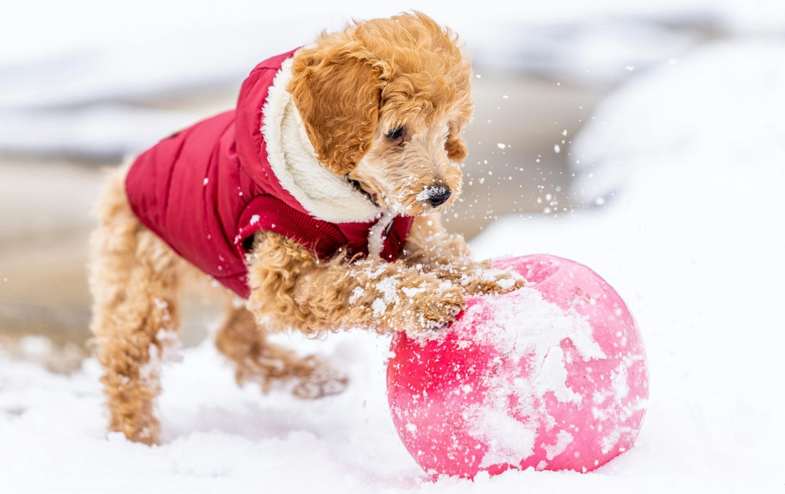 Winter dog playing in snow