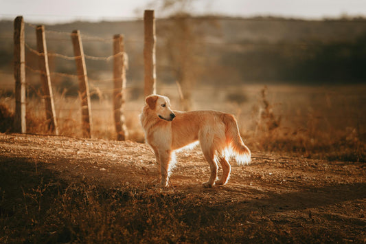 The Benefits of Having Dogs on a Farm + Clothing Tips