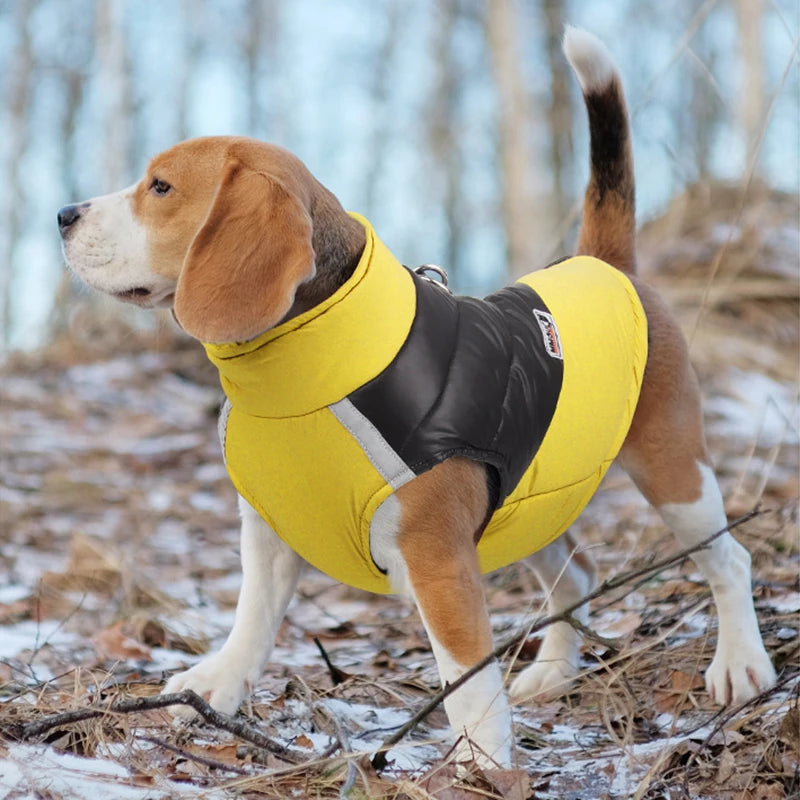 Beagle in a padded waterproof yellow and black dog vest while in a forest in the snow.