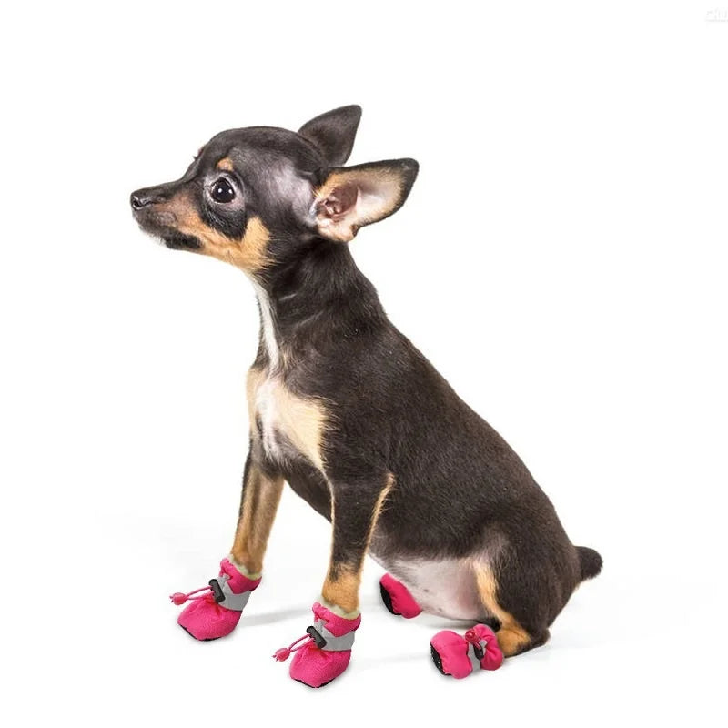 Black and brown chihuahua wearing pink waterproof shoes.