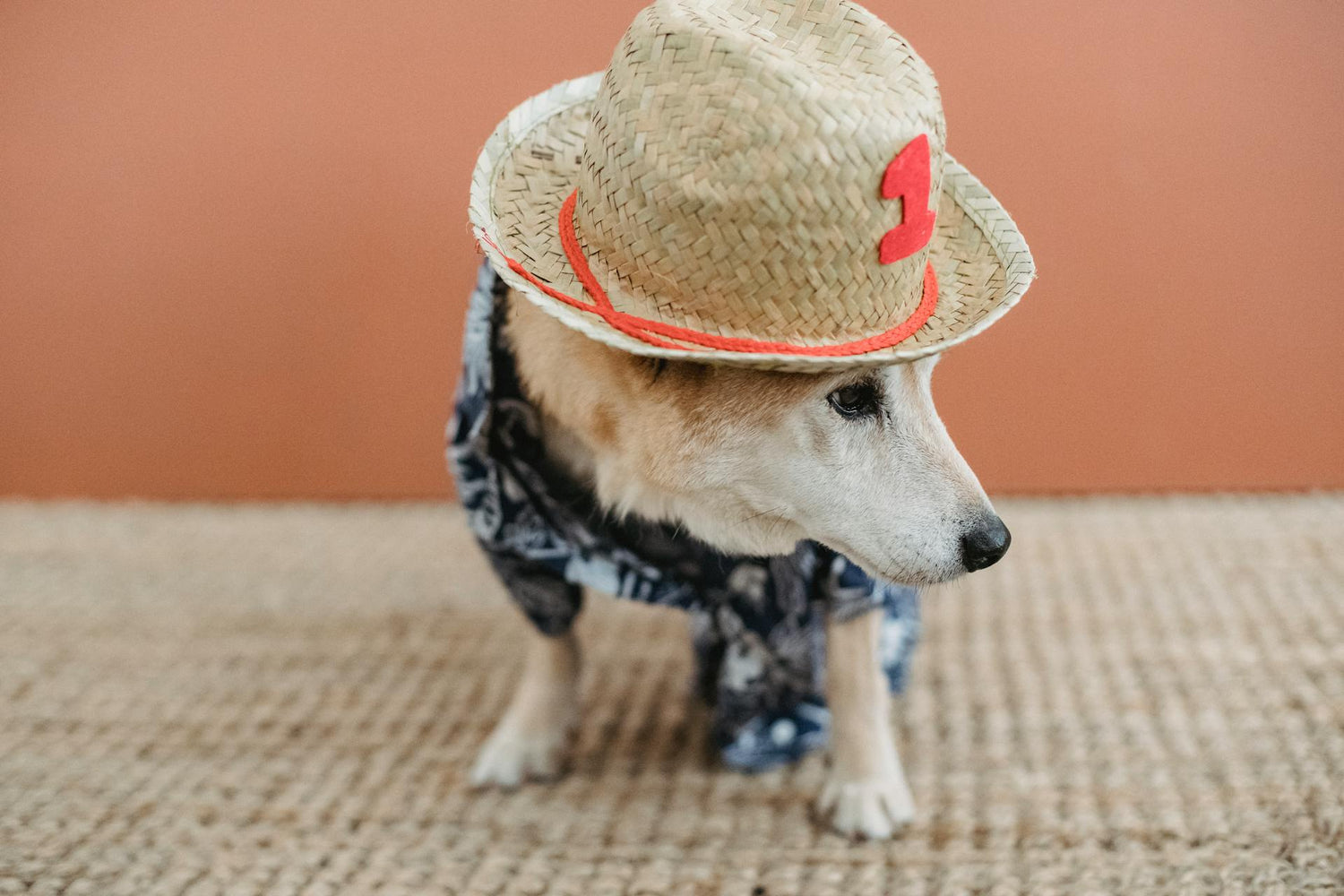 Corgi dog in a straw hat and Hawaiian shirt while standing outside. 