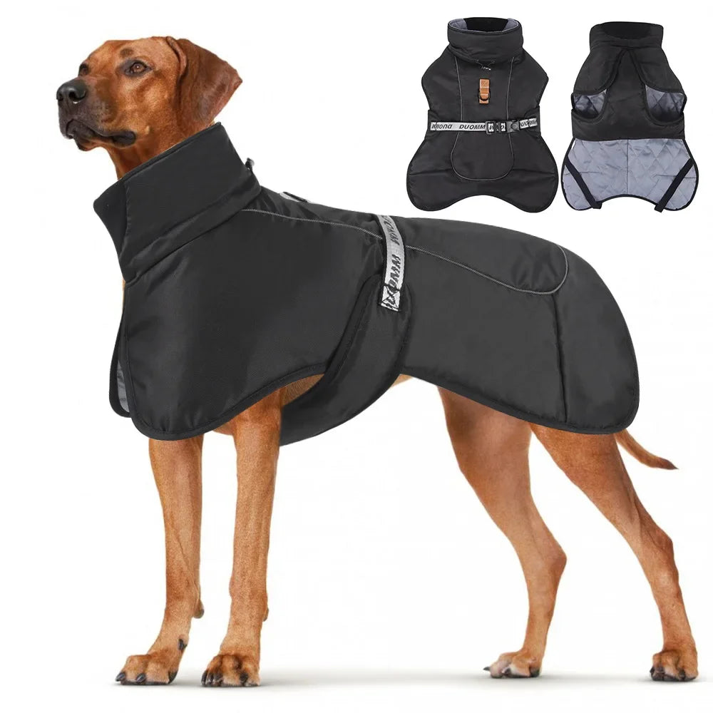 Large dog, such as a pitbull or cane corso, wearing a black windproof jacket.