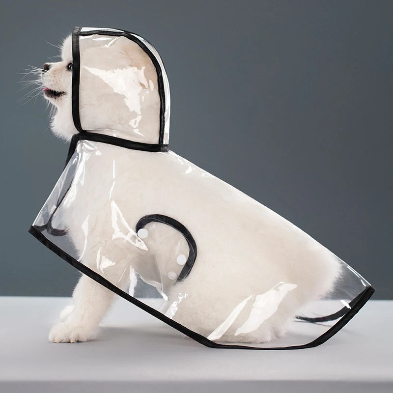 Small white dog in transparent black raincoat.