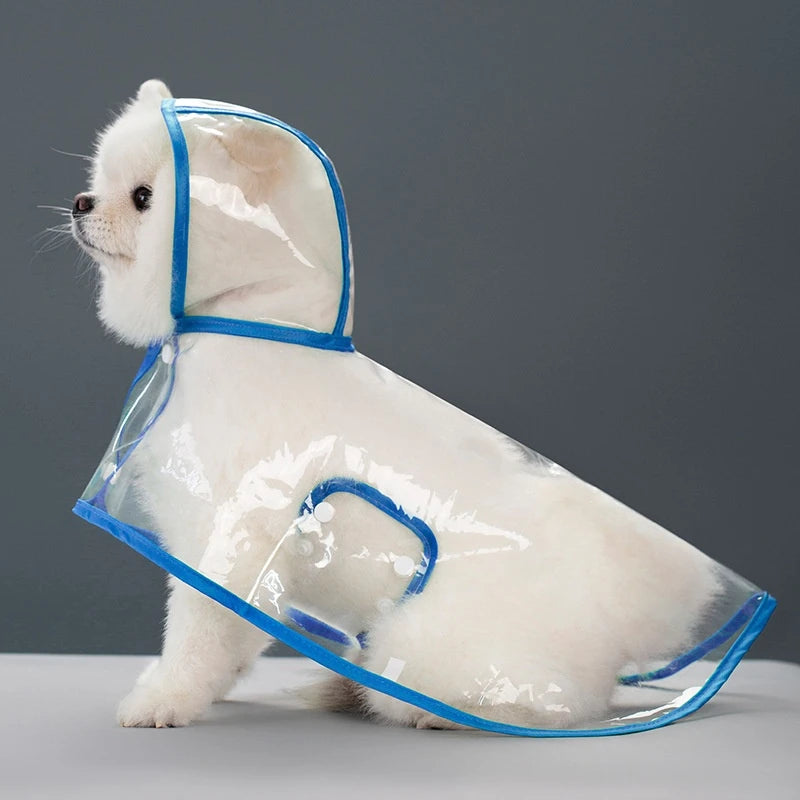 Small white dog in transparent blue raincoat.