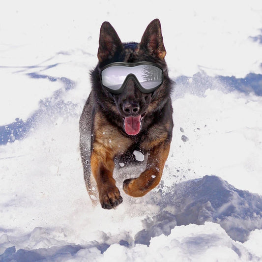 UV and windproof dog goggles. Image shows a German shepherd with the googles running in the snow.