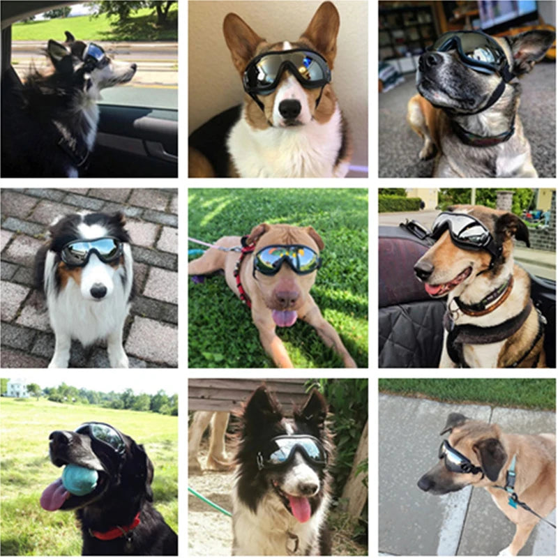 Various large dogs wearing UV goggles outdoors in the sun.