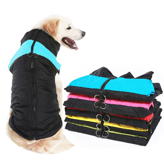 Golden retriever wearing a teal and black waterproof winter jacket for dogs. Other colors such as pink, orange, and yellow on the right hand side. 